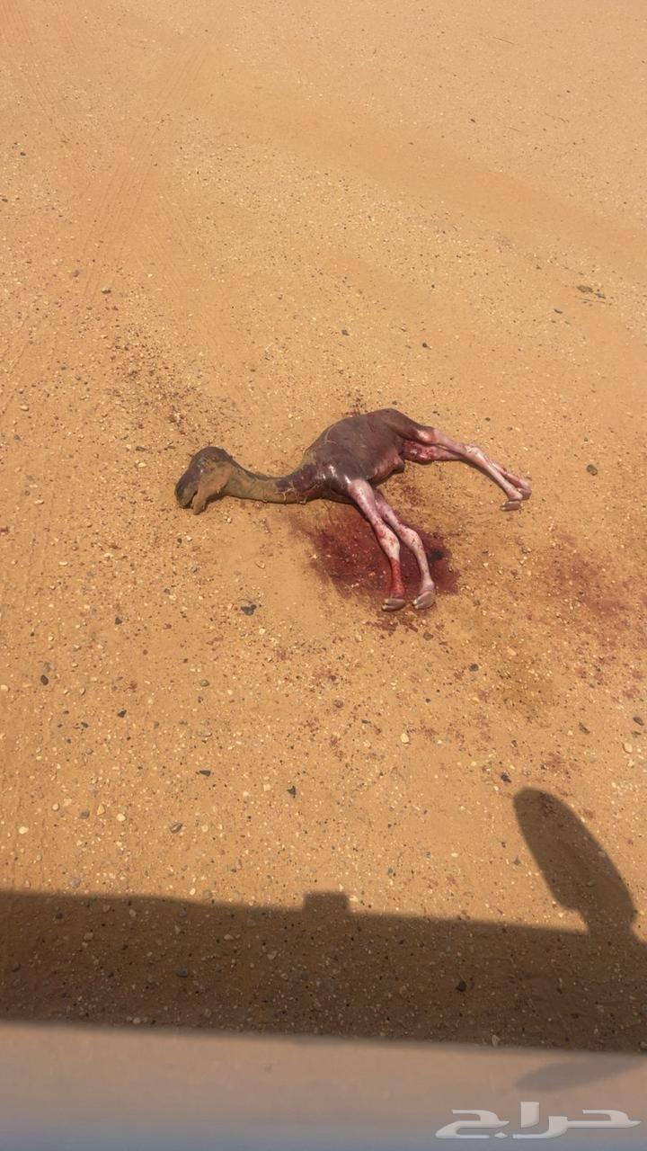 For sale, excellent camel with elevator64383664119939113