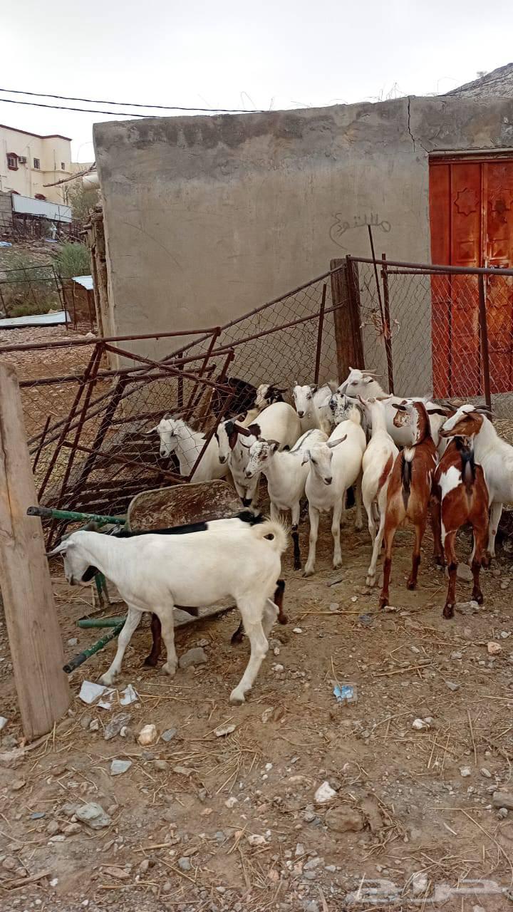 Goats specialized in fat64378629696257111