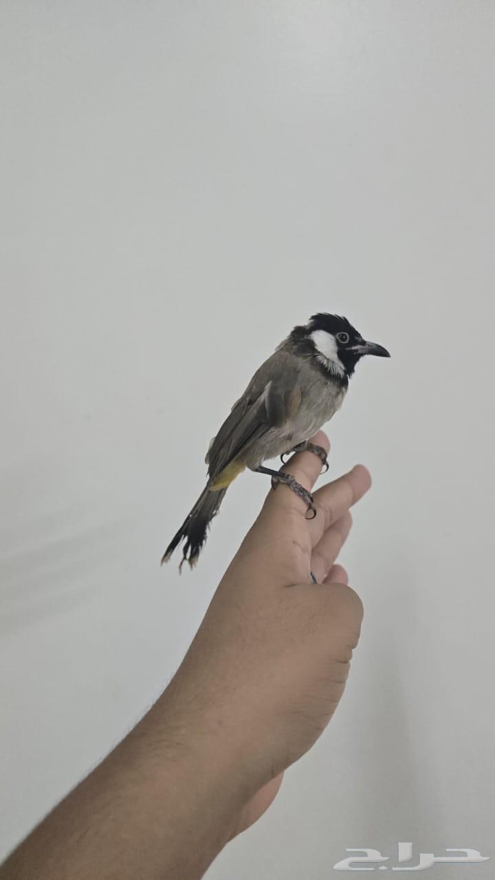 بلبل بلبول حساوي64391292202883110