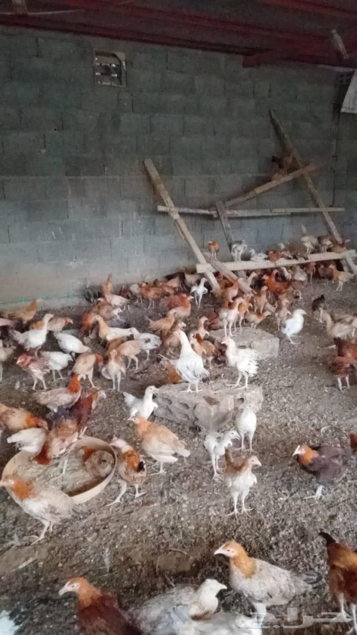 دجاج بلدي بشاير الوان فواتح64383981273473110