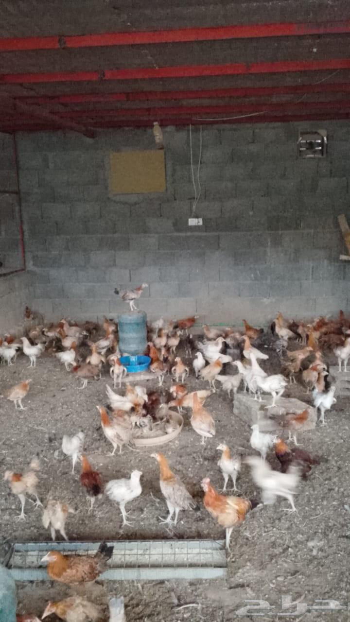 دجاج بلدي بشاير الوان فواتح64383981273473113