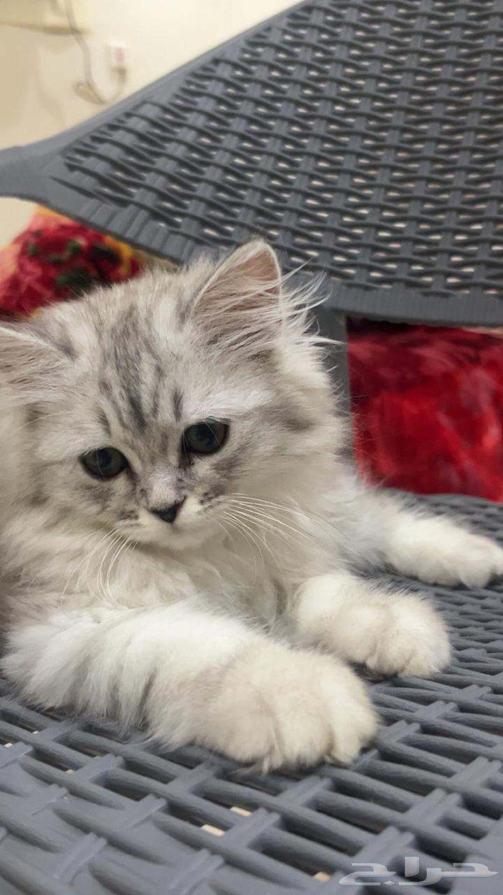 قط كاتين شرازي انثى64388371612033110