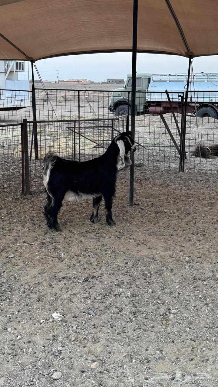 Hello and may the mercy and blessings of God be upon you, selling mare foals from a single stud farm64380374031874111