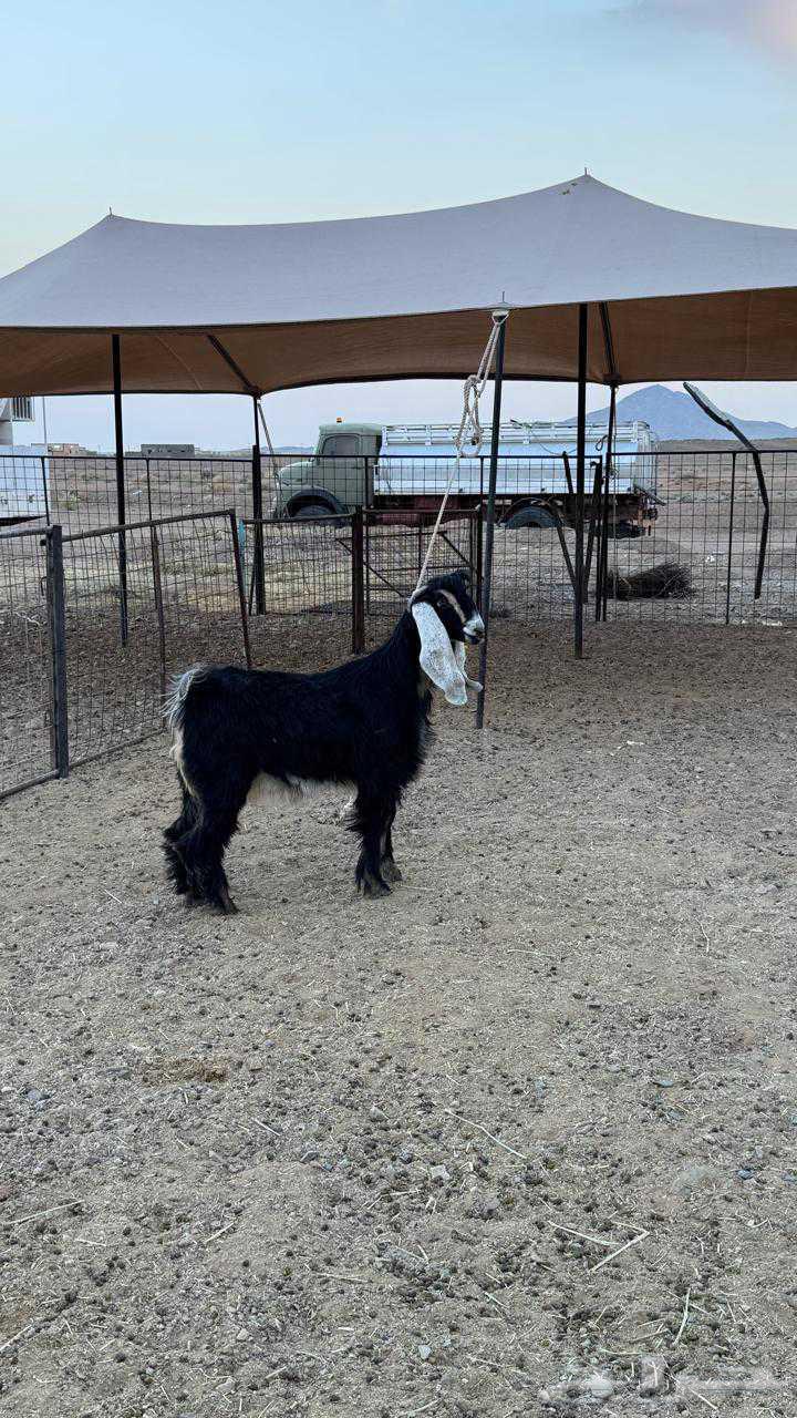 Hello and may the mercy and blessings of God be upon you, selling mare foals from a single stud farm64380374031874110