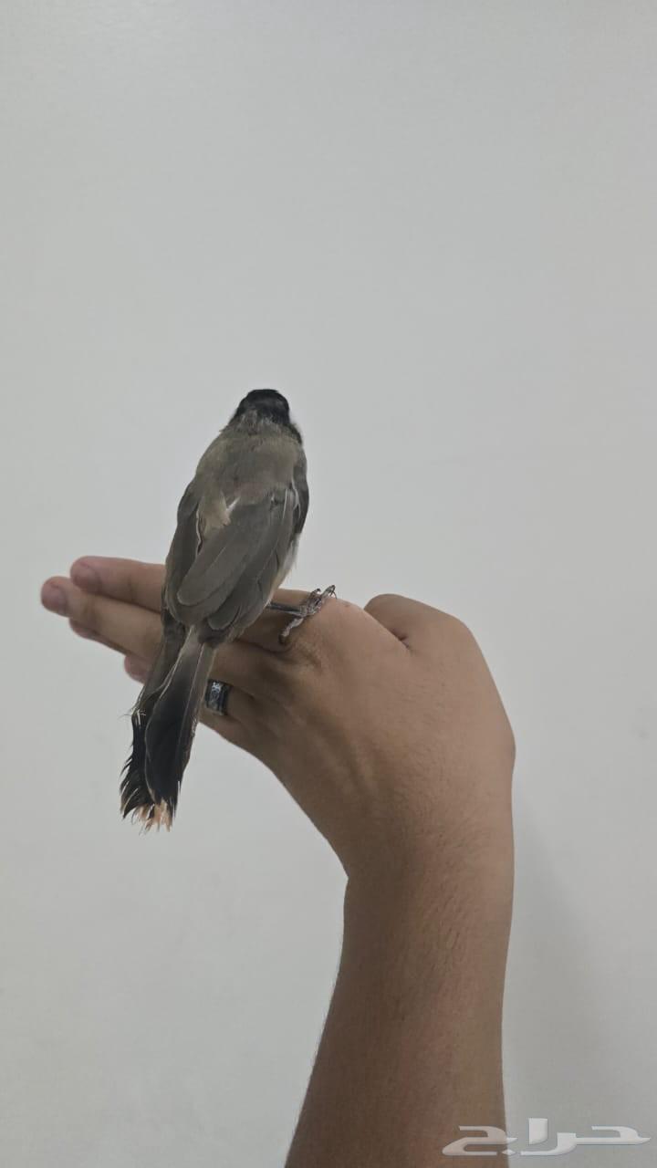 بلبل بلبول حساوي64391292202883112