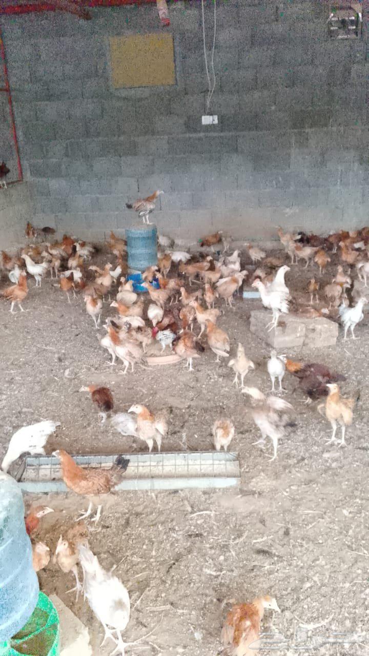 دجاج بلدي بشاير الوان فواتح64383981273473112