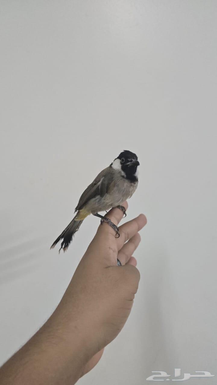 بلبل بلبول حساوي64391292202883111