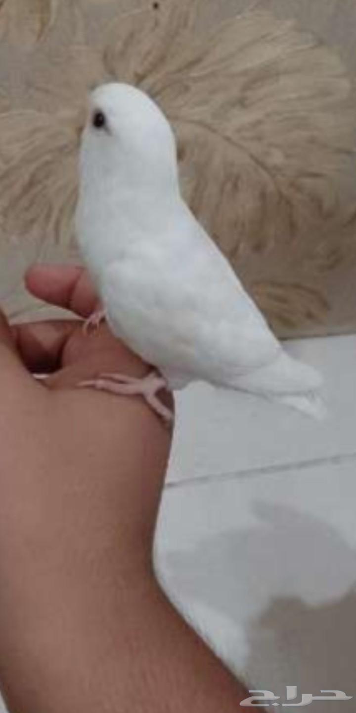 ذكر روز البينو64384286366723111