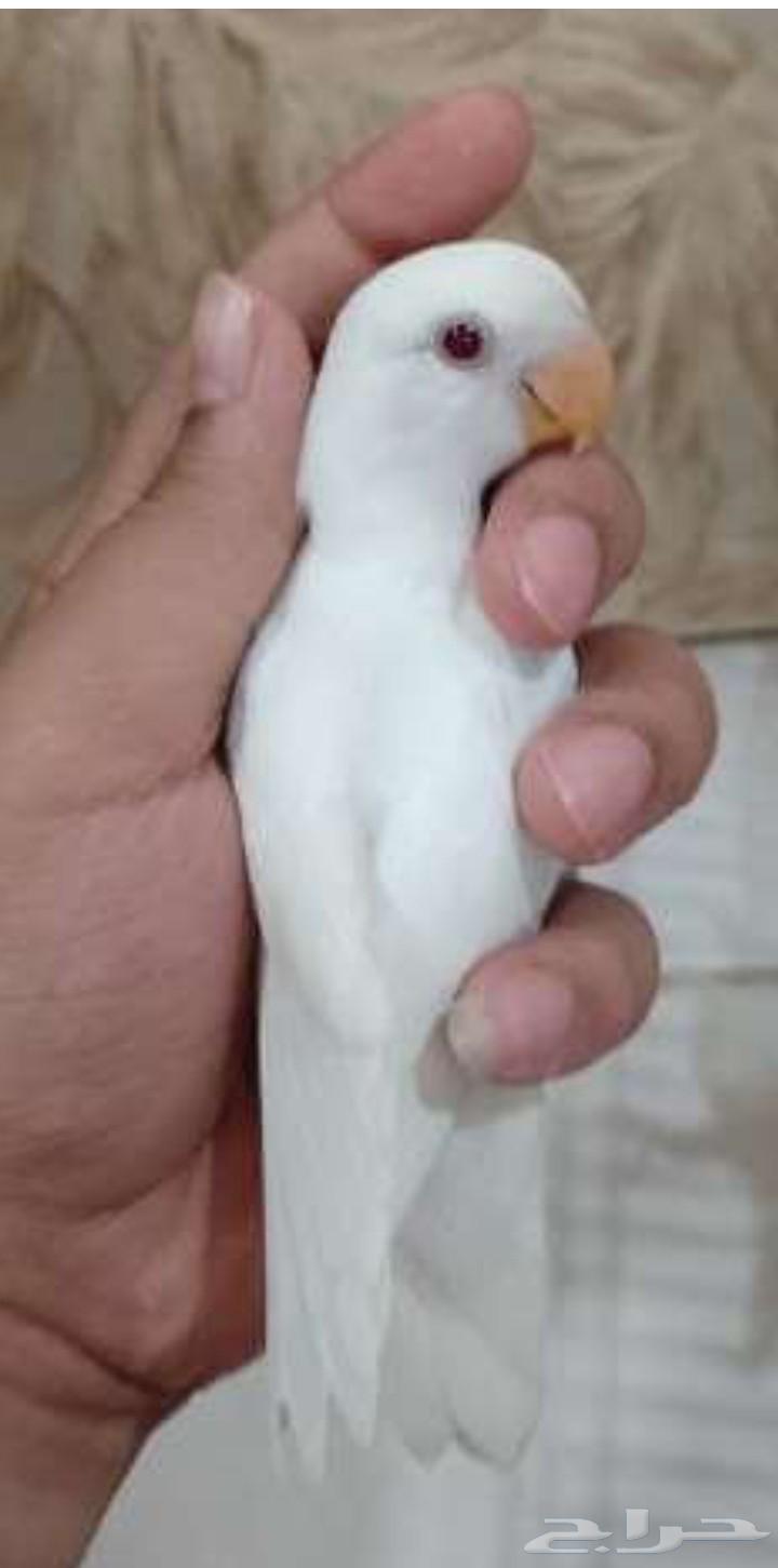 ذكر روز البينو64384286366723110