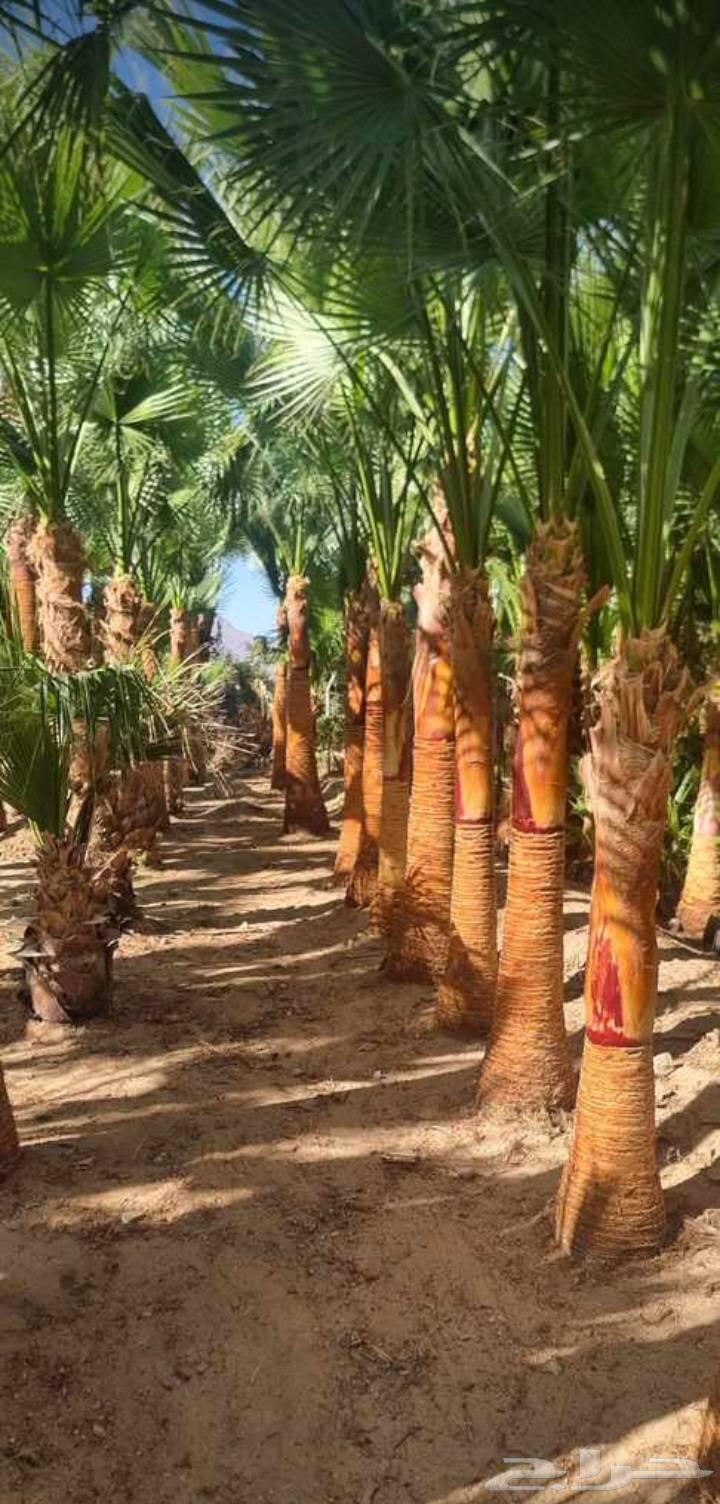 نخل الخميس64380276525825112