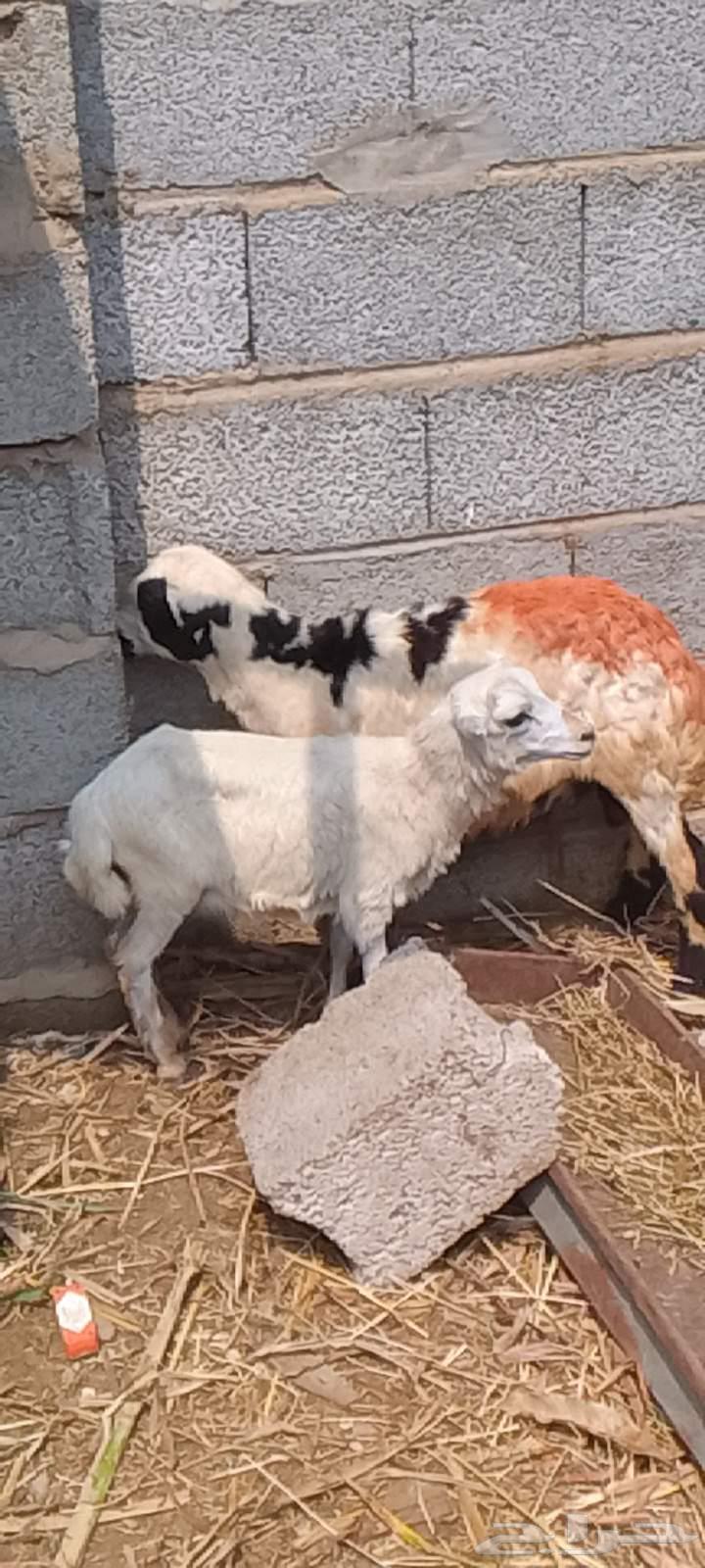 اثنين فران تربيه64384492978947111