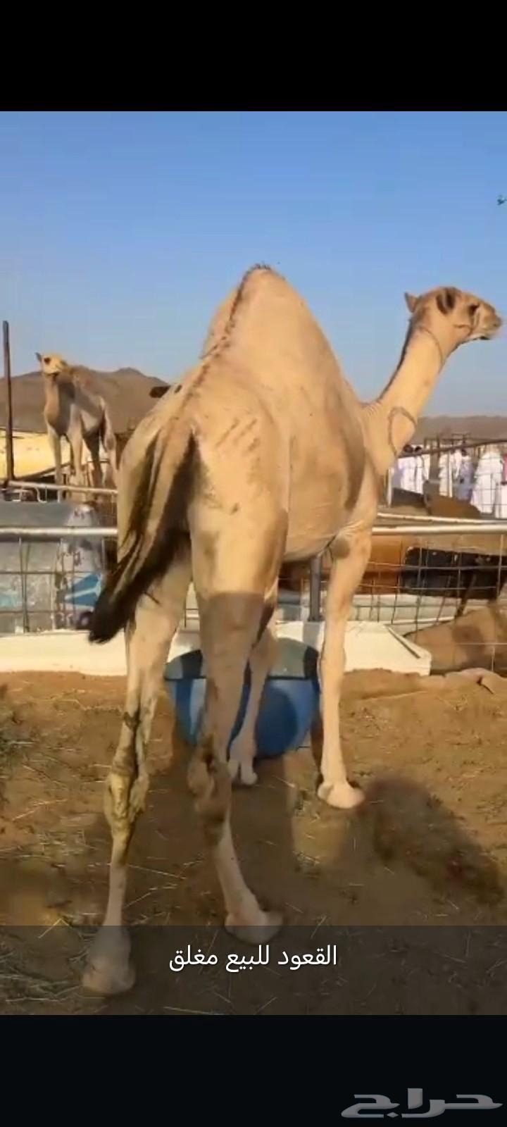 قعود فل الفل للبيع موقع نجران64380324512387112