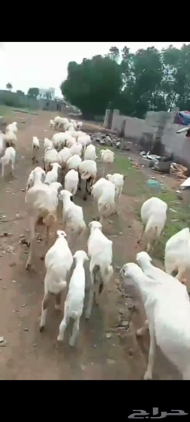 ضان رفيديات مناتيج جروم وسن ماشاء الله العدد 40 تبع40سعر طيب64390137287425111