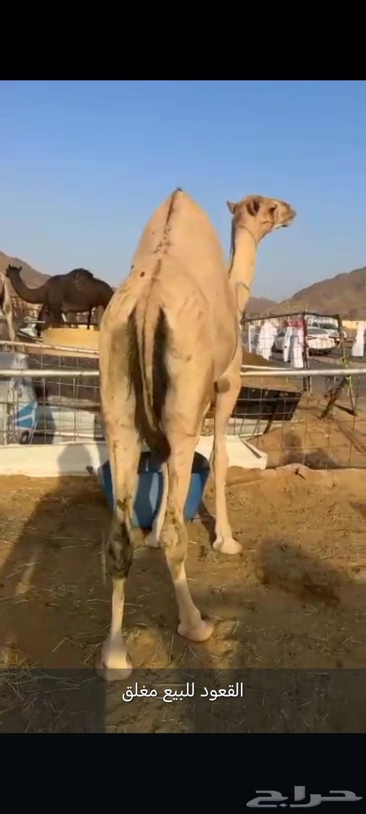 قعود فل الفل للبيع موقع نجران64380324512387111