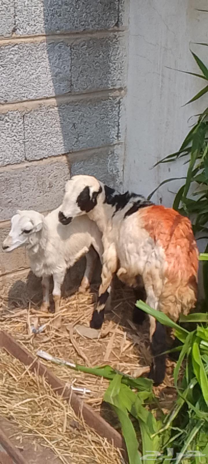 اثنين فران تربيه64384492978947110