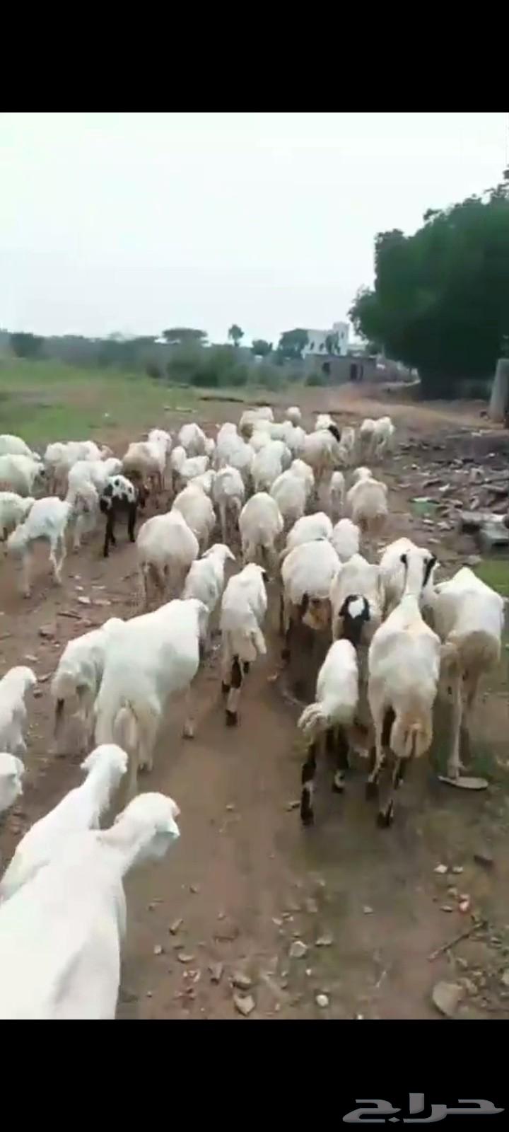 ضان رفيديات مناتيج جروم وسن ماشاء الله العدد 40 تبع40سعر طيب64390137287425112