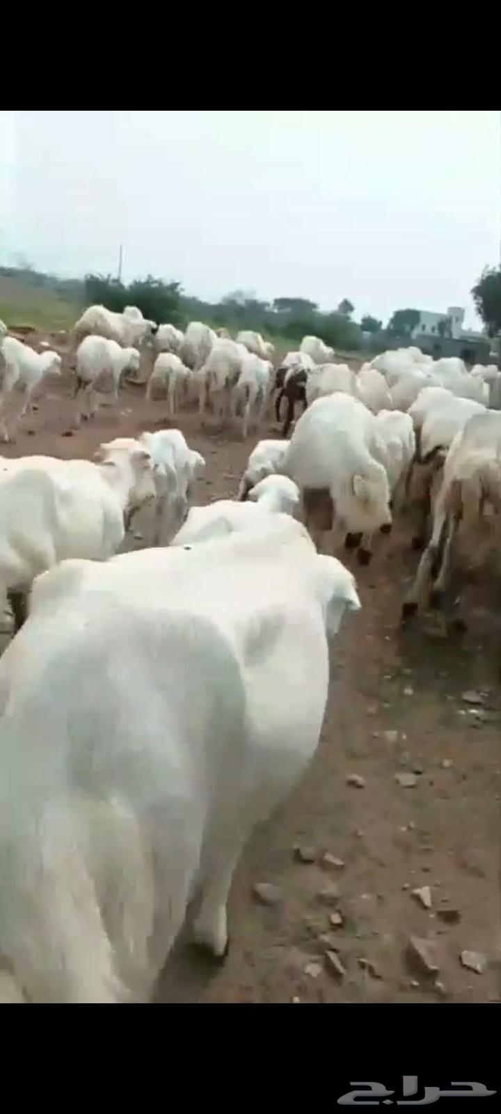 ضان رفيديات مناتيج جروم وسن ماشاء الله العدد 40 تبع40سعر طيب64390137287425113