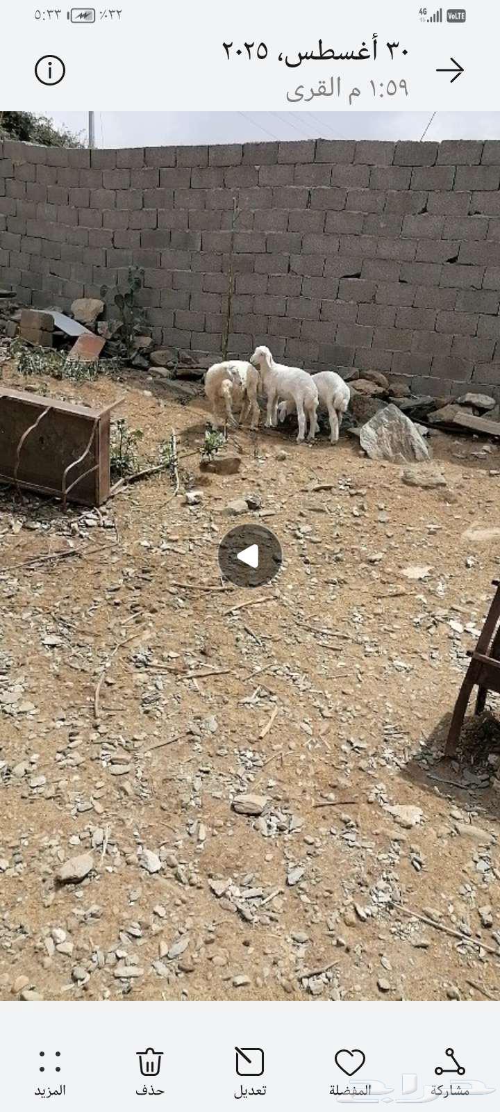 طليان تربيه للبيع64386978965121110