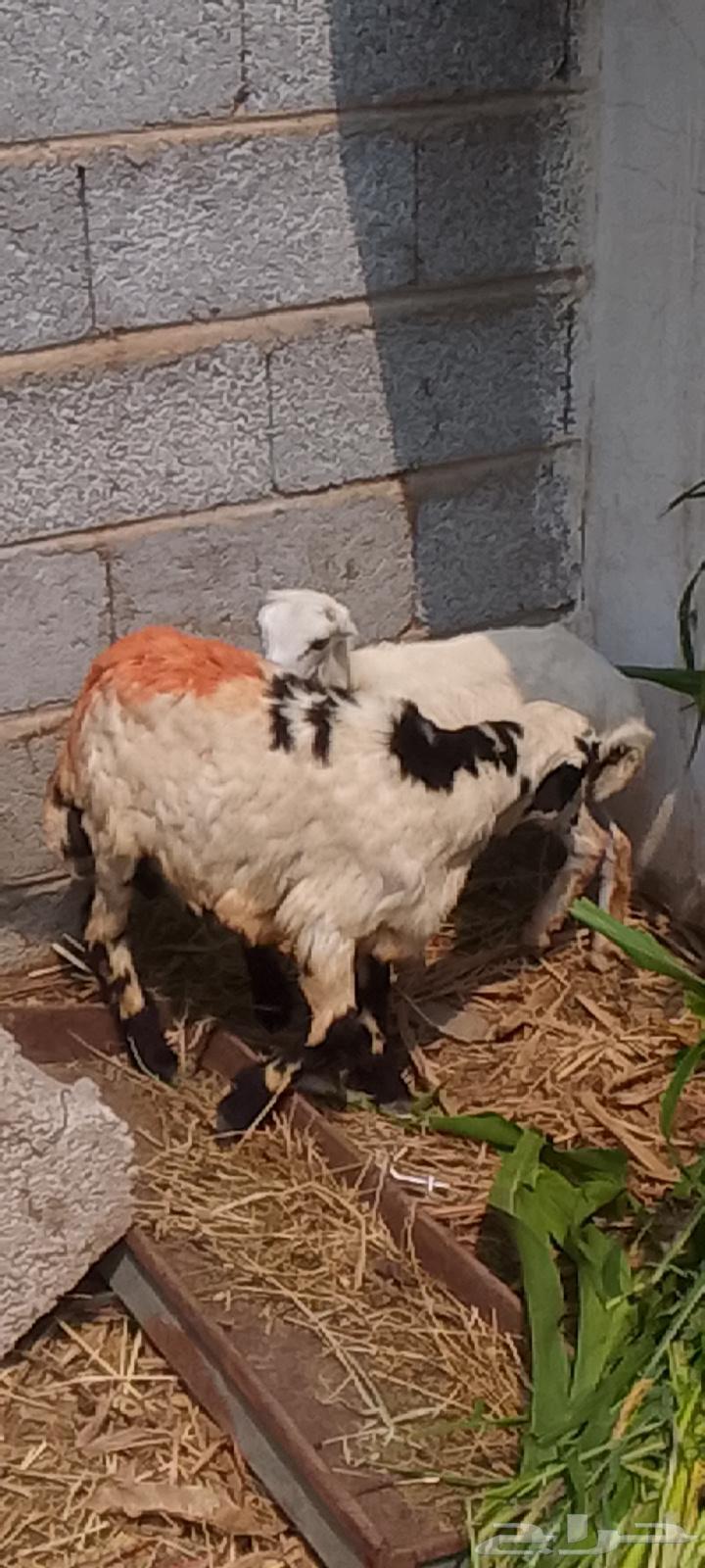 اثنين فران تربيه64384492978947112