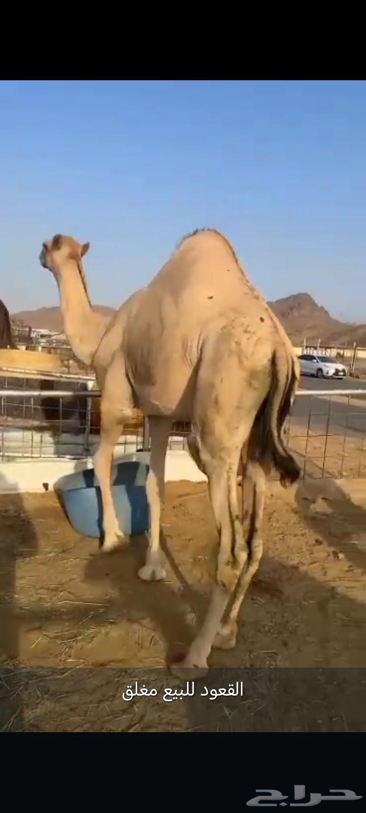 قعود فل الفل للبيع موقع نجران64380324512387114