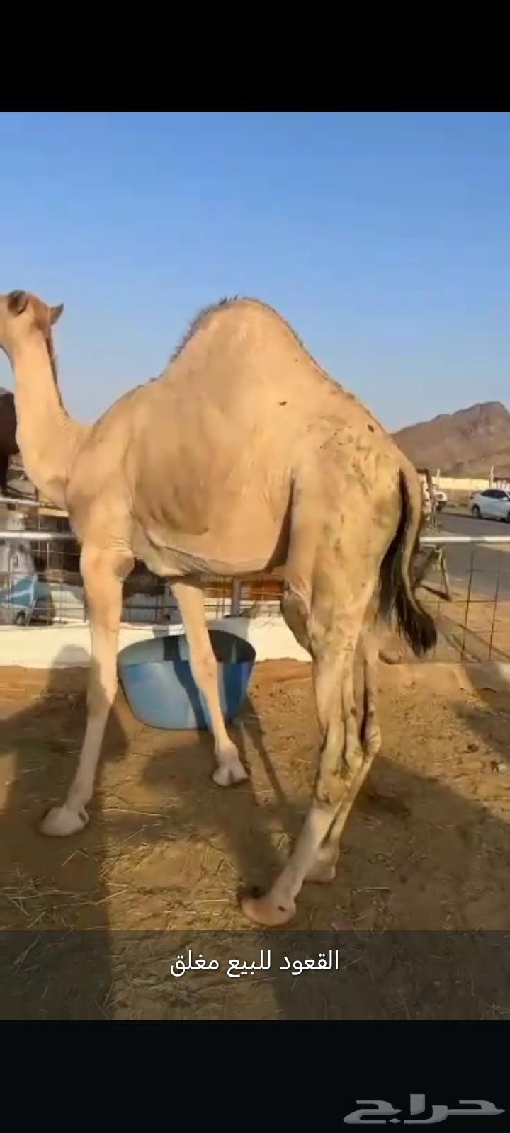 قعود فل الفل للبيع موقع نجران64380324512387113