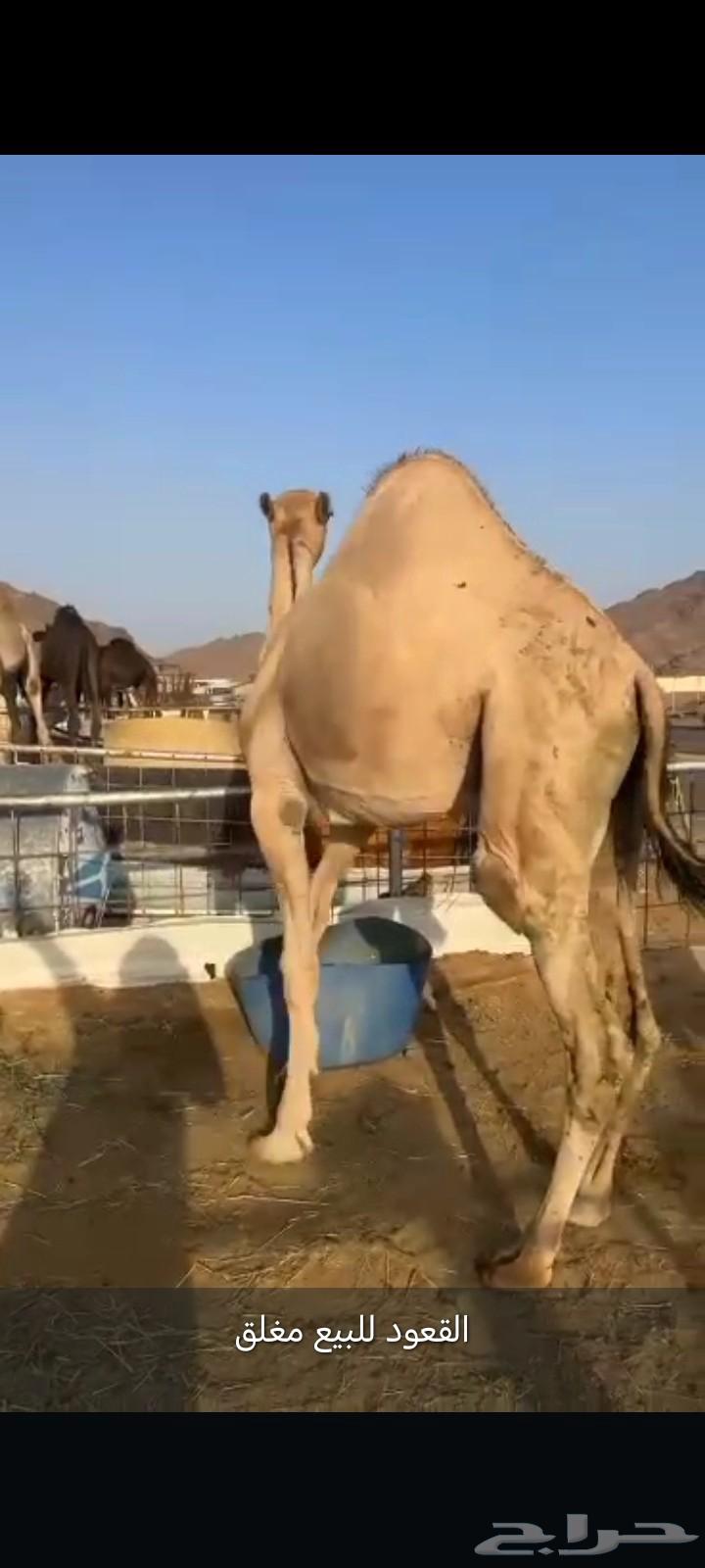 قعود فل الفل للبيع موقع نجران64380324512387110