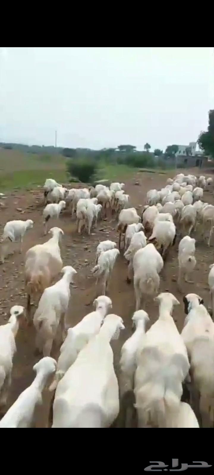 ضان رفيديات مناتيج جروم وسن ماشاء الله العدد 40 تبع40سعر طيب64390137287425114