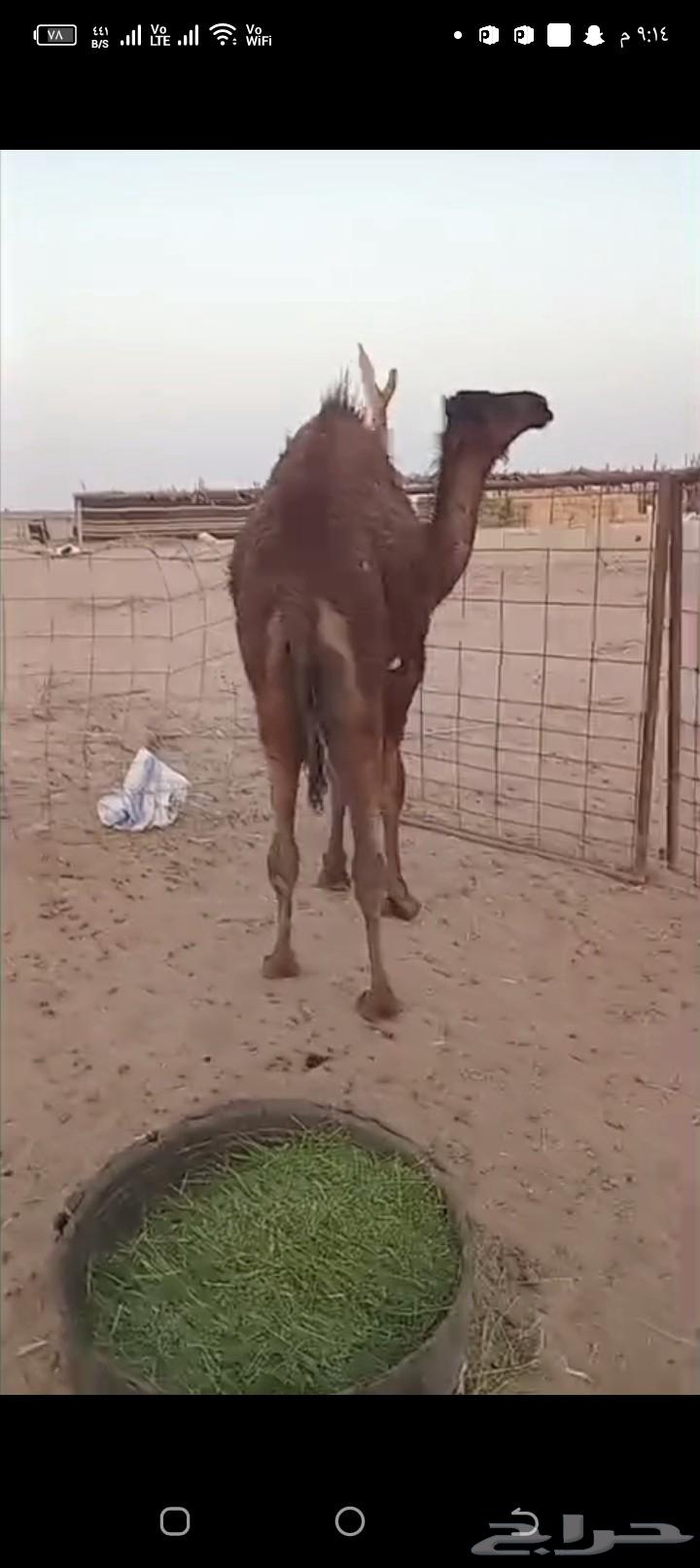 حاشي للبيع64390513398913112