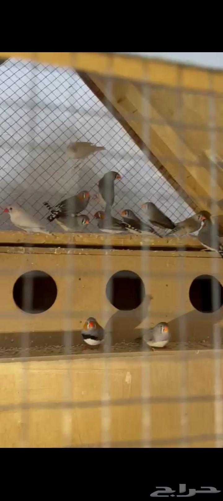 للبيع طيور زيبرا و روز64391892890114113