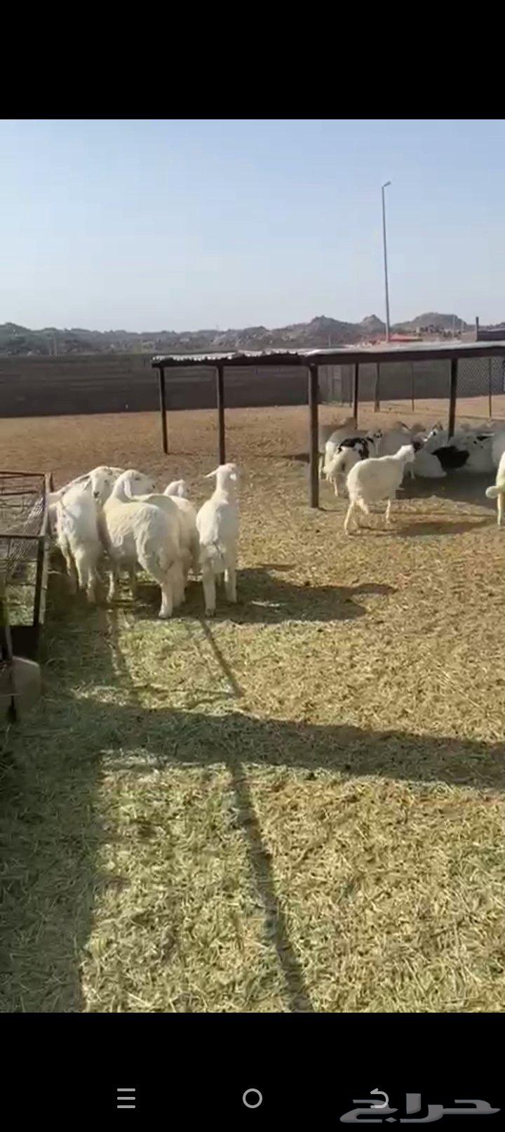 للبيع خرفان ورخال كفو تفريد ولا جمله العدد حوالي12064390263860737114