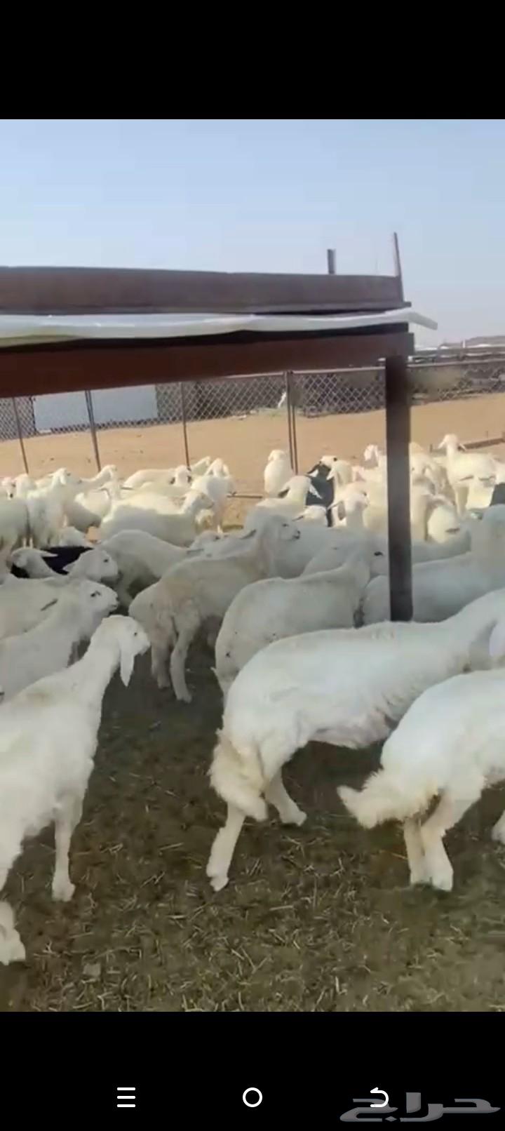 للبيع خرفان ورخال كفو تفريد ولا جمله العدد حوالي12064390263860737112