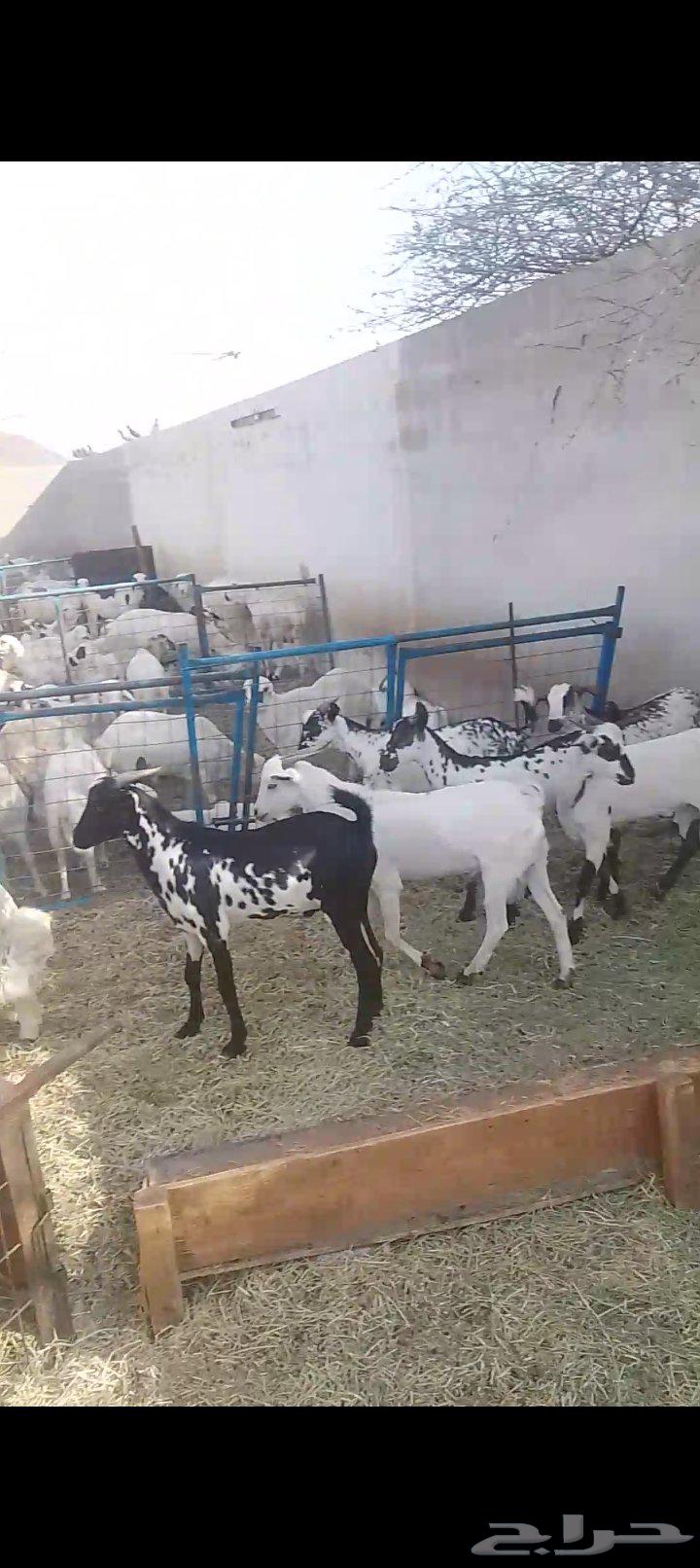 تيوس يمنيه شي نظيف64380624349187110