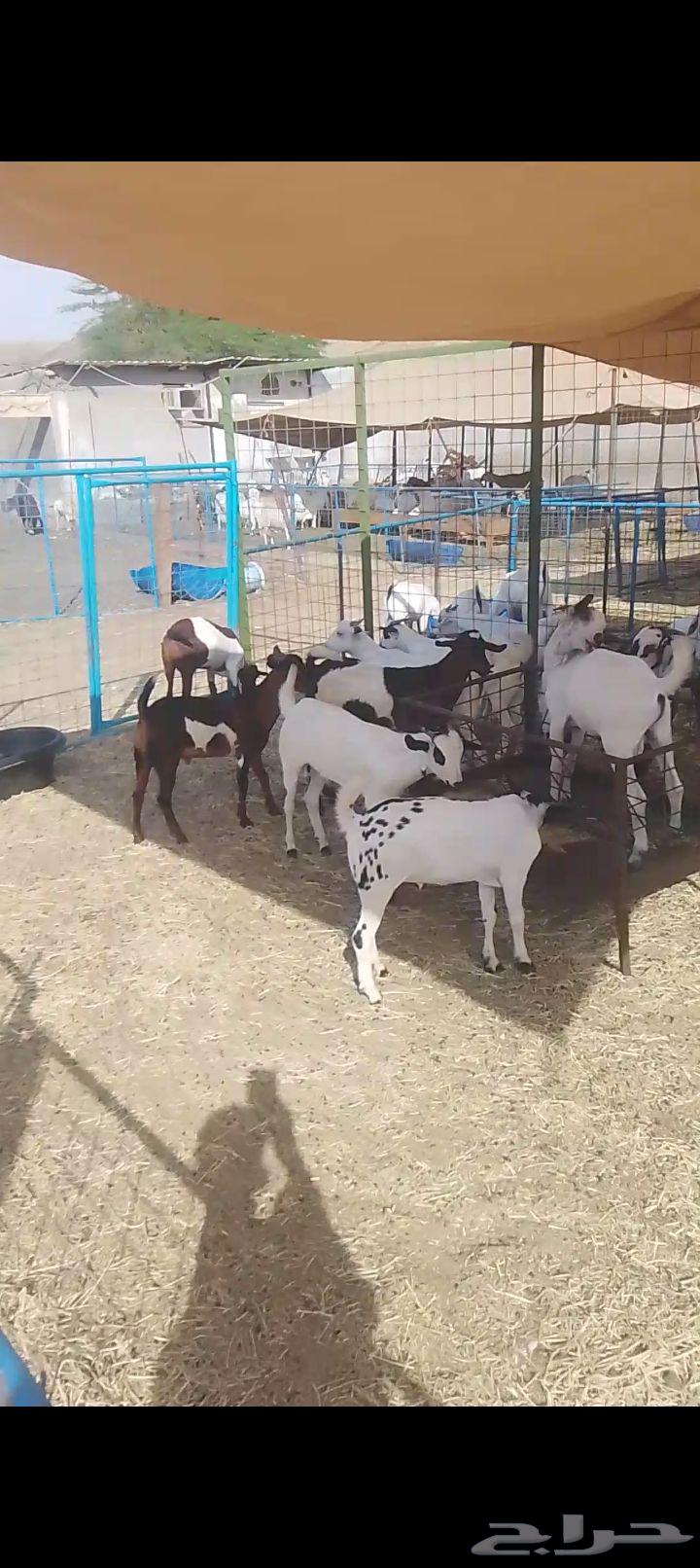 تيوس يمنيه شي نظيف64380624349187113