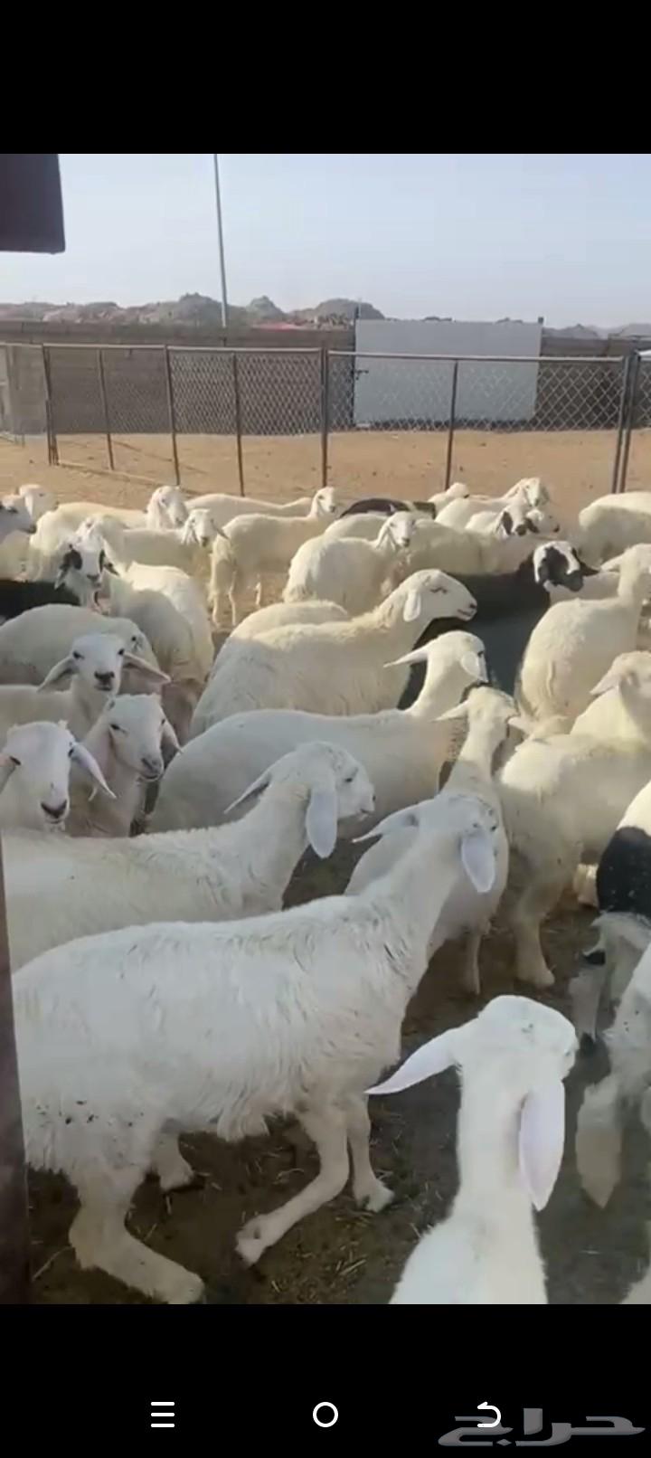 للبيع خرفان ورخال كفو تفريد ولا جمله العدد حوالي12064390263860737110