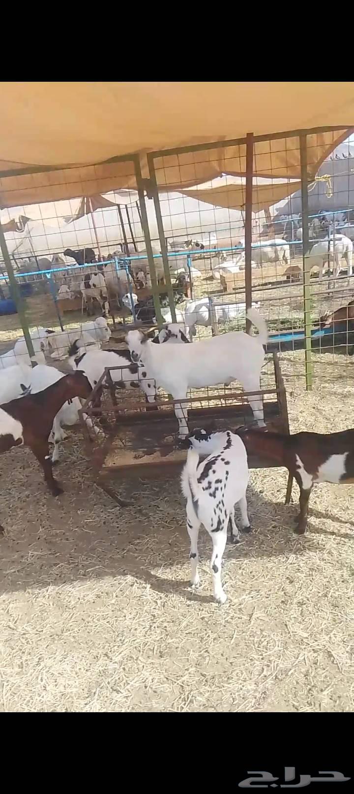 تيوس يمنيه شي نظيف64380624349187111