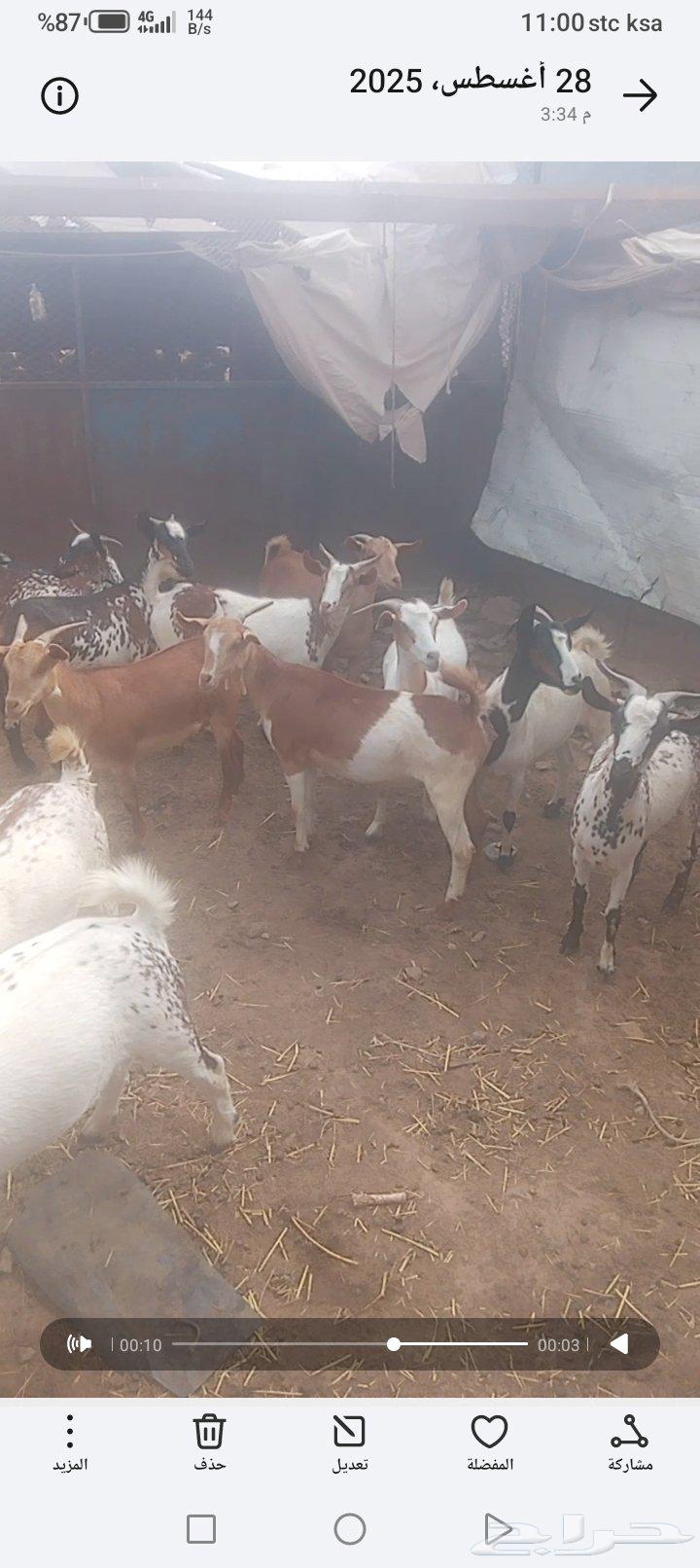 للبيع عنقان64381726367361112