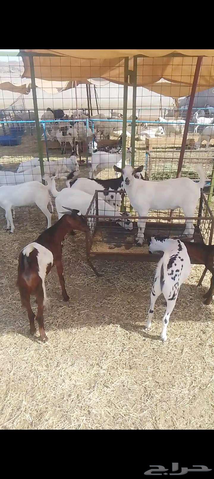 تيوس يمنيه شي نظيف64380624349187112