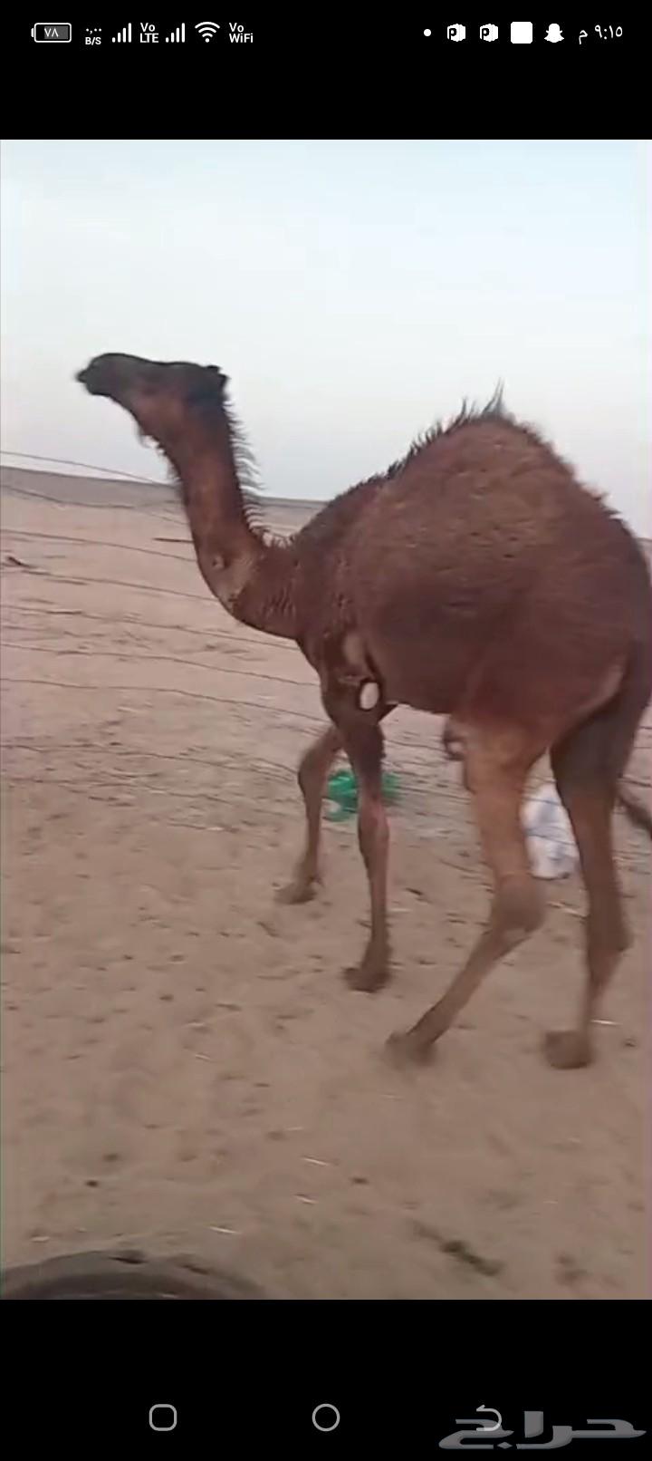 حاشي للبيع64390513398913110