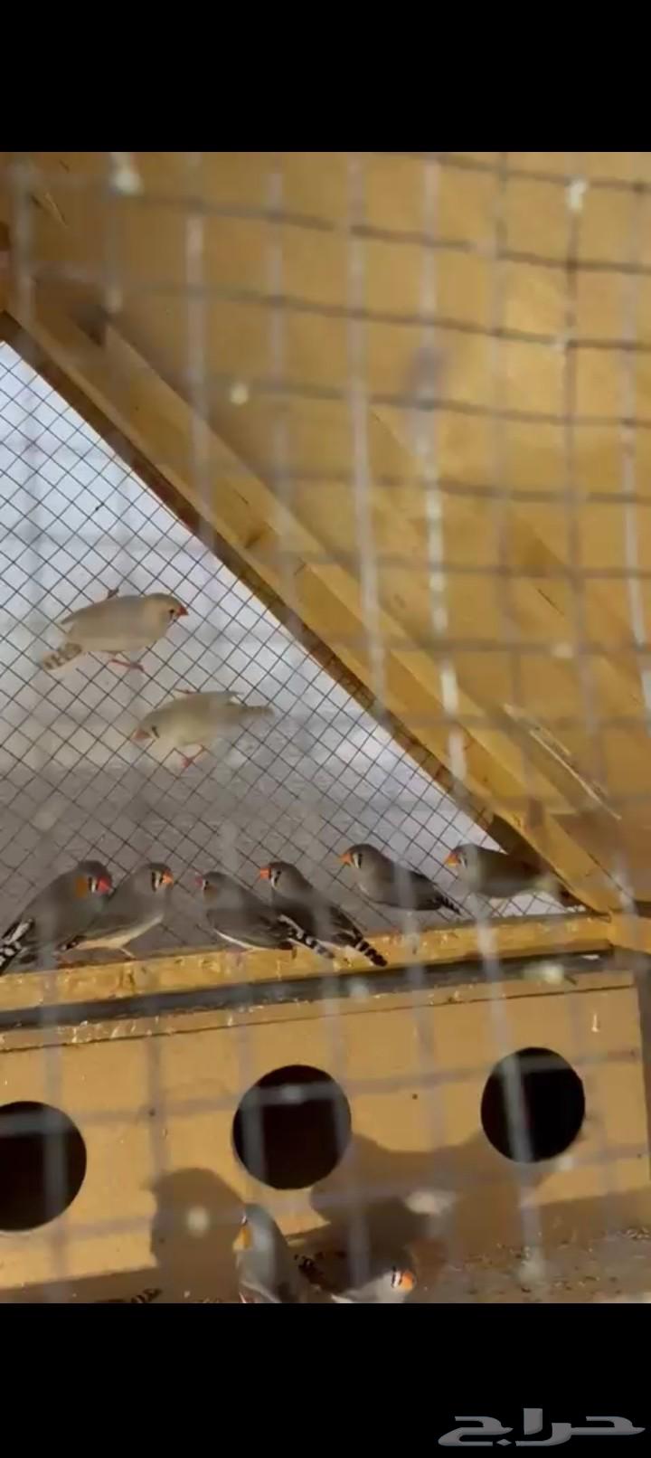 للبيع طيور زيبرا و روز64391892890114112