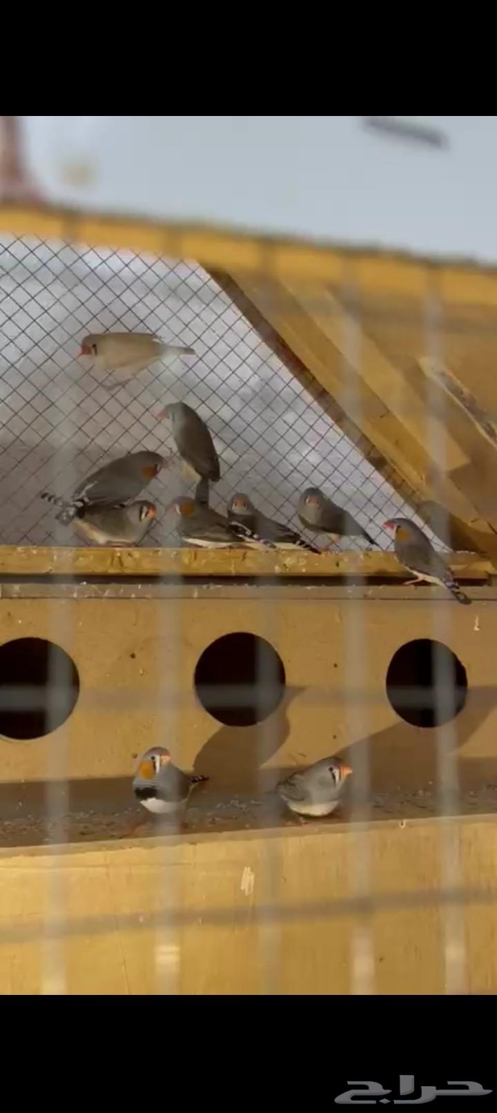 للبيع طيور زيبرا و روز64391892890114114