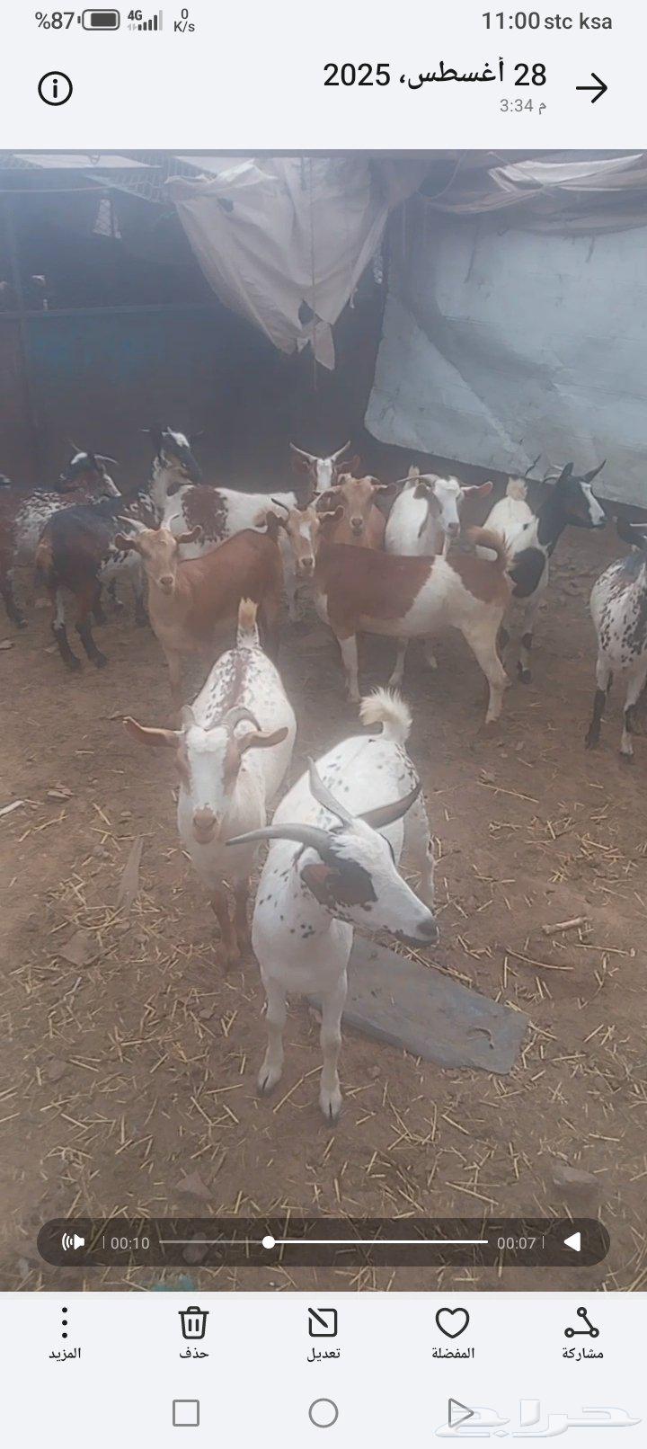 للبيع عنقان64381726367361111