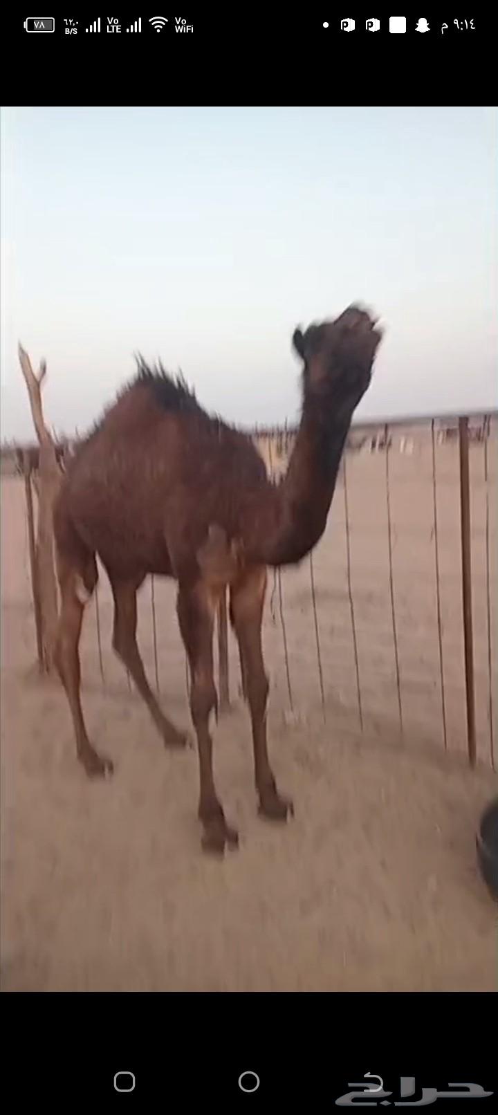 حاشي للبيع64390513398913111