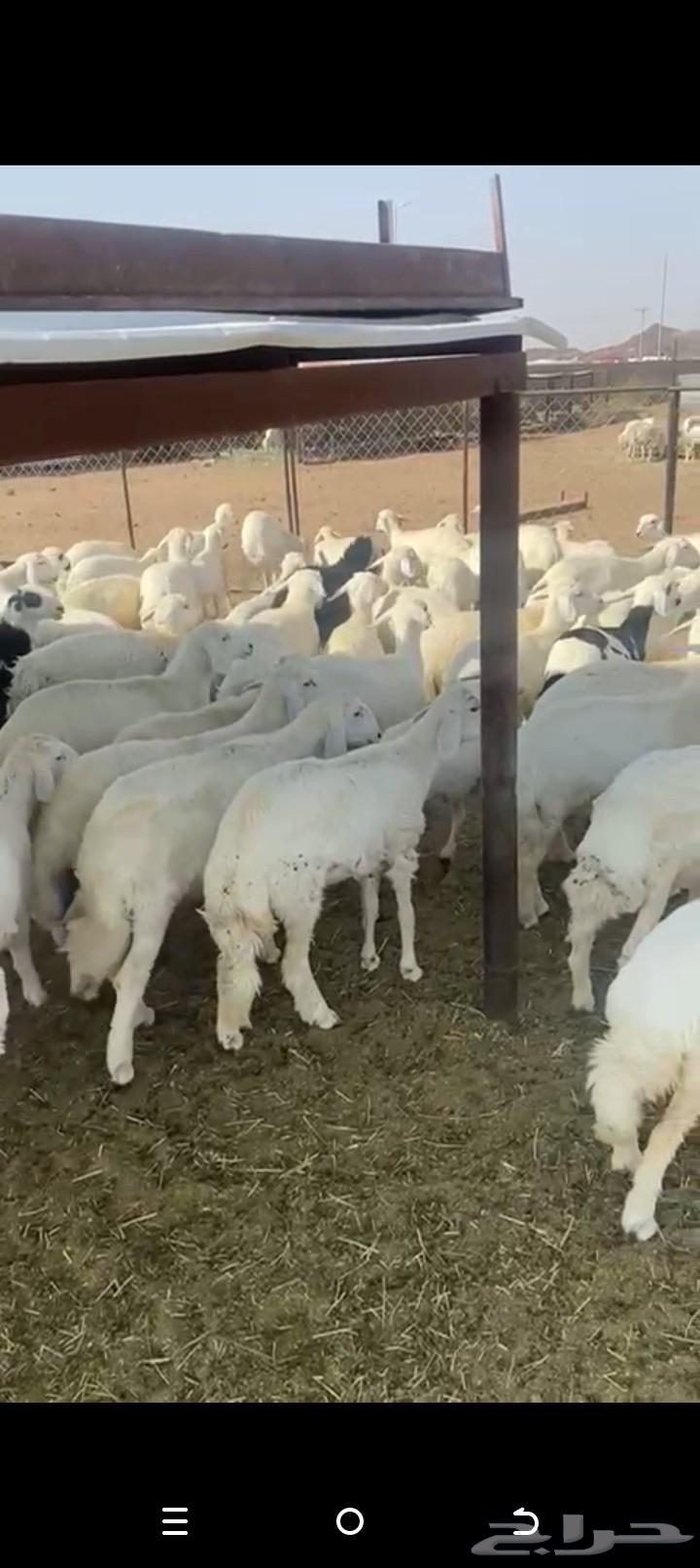 للبيع خرفان ورخال كفو تفريد ولا جمله العدد حوالي12064390263860737113