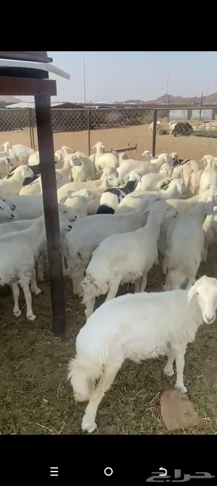 للبيع خرفان ورخال كفو تفريد ولا جمله العدد حوالي12064390263860737111