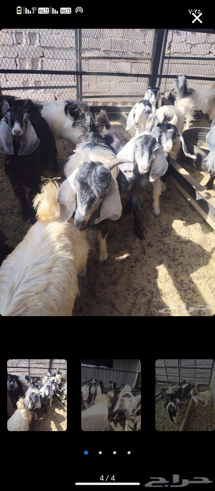 Sheep64388301202179110