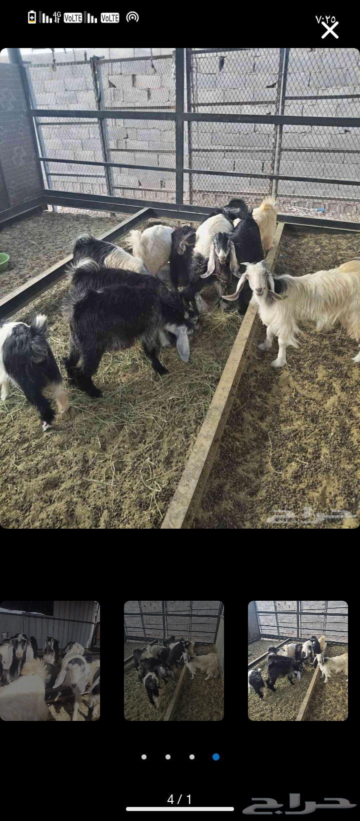 Sheep64388301202179111