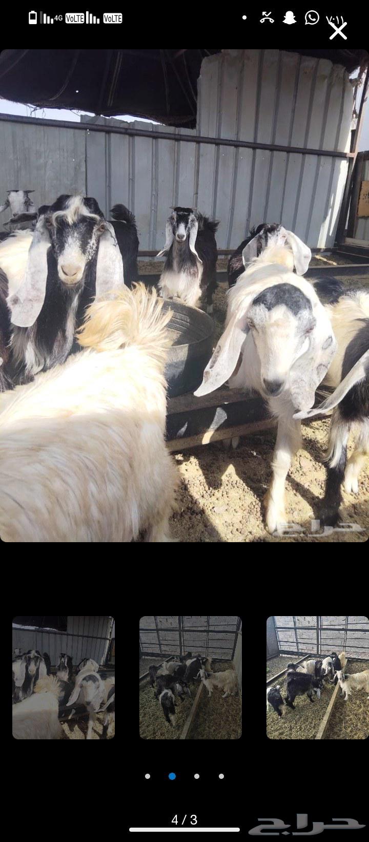 Sheep64388301202179113