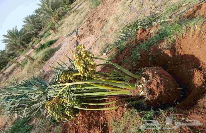 Fruit-bearing palm trees for sale, Nakheel Jathayth, Khalas, Sogai, Majdool, Hilali, Barhi, Sallaj, Roothana, Shahal64389764365442113