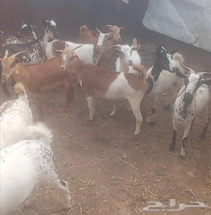 للبيع عنقان64381726367361110