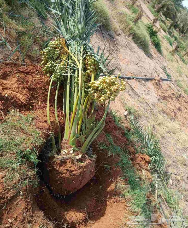 Fruit-bearing palm trees for sale, Nakheel Jathayth, Khalas, Sogai, Majdool, Hilali, Barhi, Sallaj, Roothana, Shahal64389764365442112
